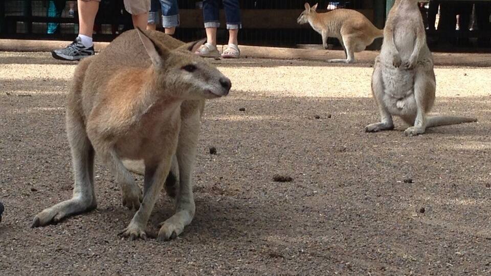 A kangaroo in a zoo enclosure with visitors in the background.