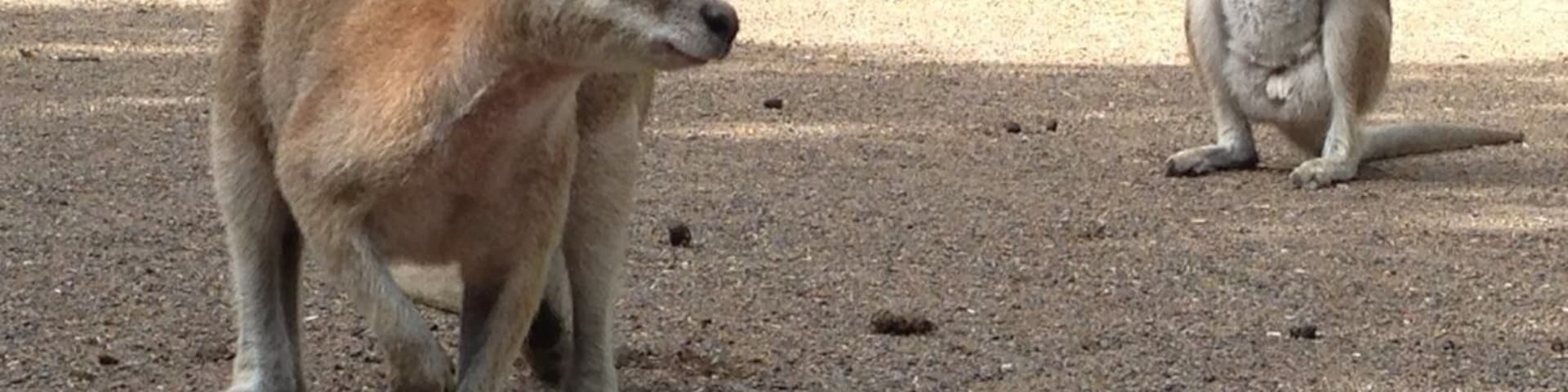 Featherdale wildlife park has a lot of Australian wildlife from alligators, owls, kangaroos to snakes, spiders and birds. You can even walk among and feed some of the kangaroos.