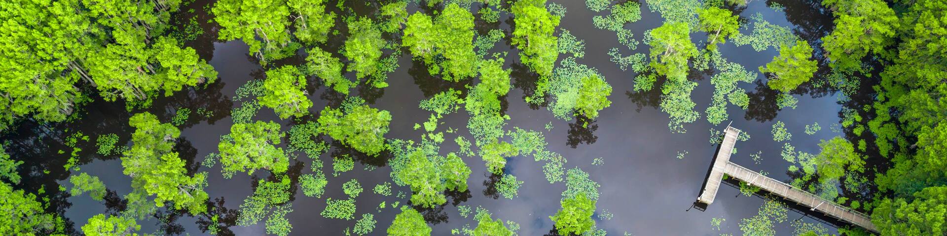 A water body with floating vegetation and a wooden bridge.