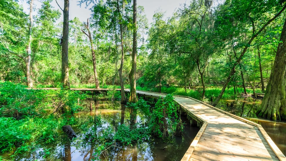 A wooden boardwalk through a swampy forest with water reflecting the trees.