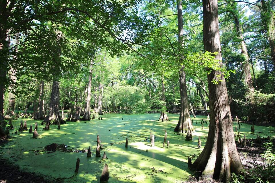 Un bosque pantanoso con numerosos árboles y agua verde.