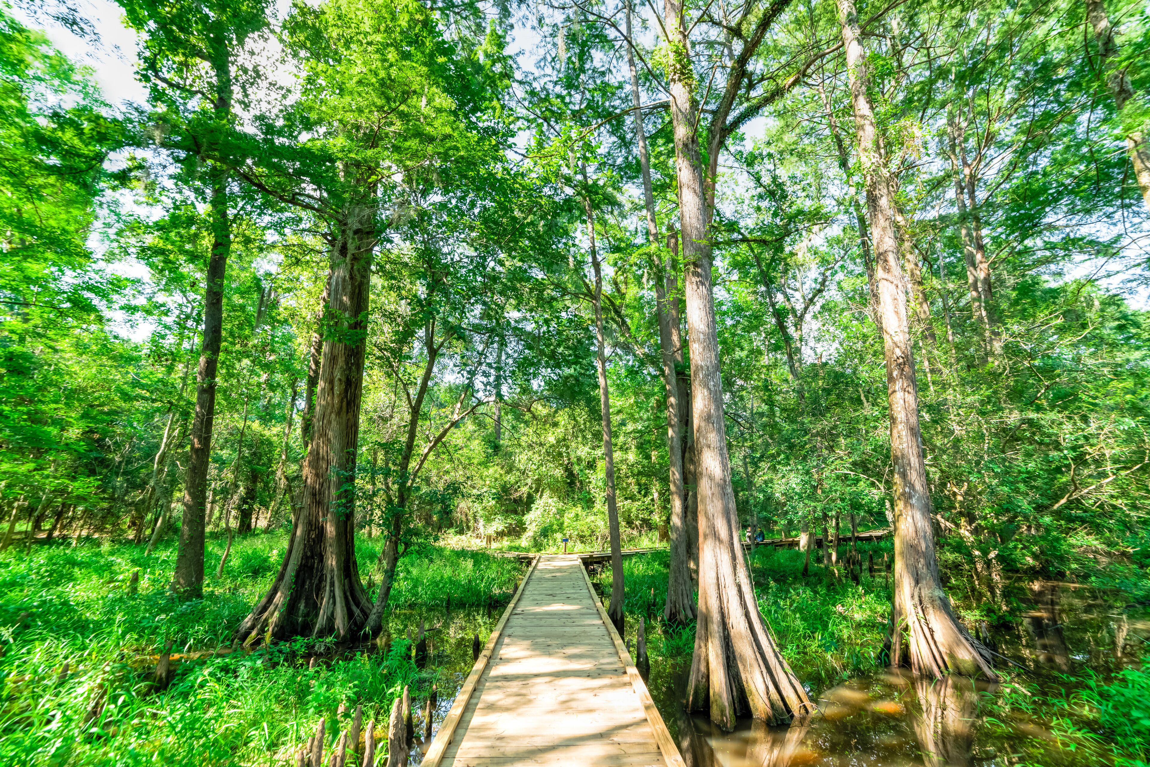 Beautiful view of nature trail boardwalk with bald cypress trees growing at Jesse H. Jones Park & Nature Center in Humble, Texas, US. Outdoor recreational activities, travel concept. Forest background