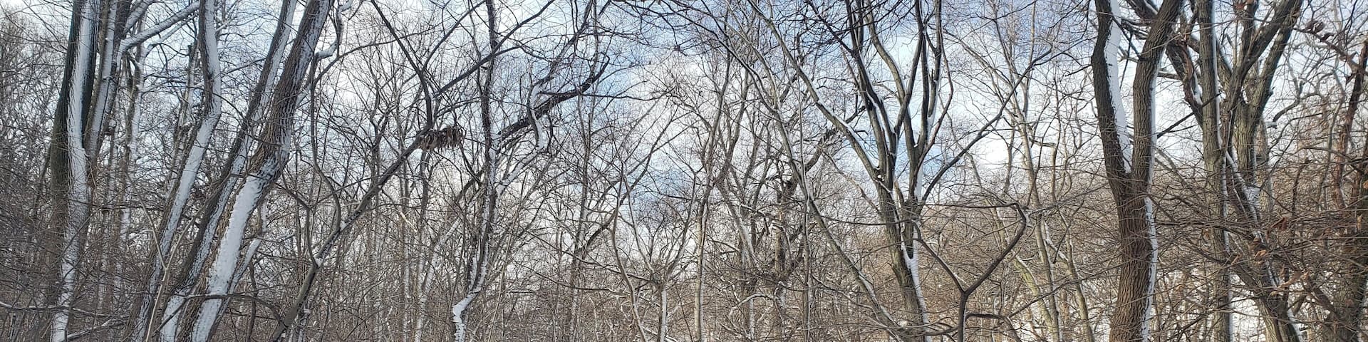Winter landscape of Inwood Hill Park in Northern Manhattan. The trail is blanketed in snow and surrounded by bare trees.