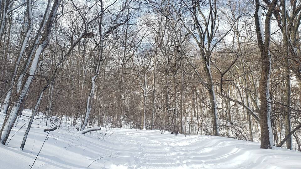 A snow-covered forest with bare trees and a snow-covered path.