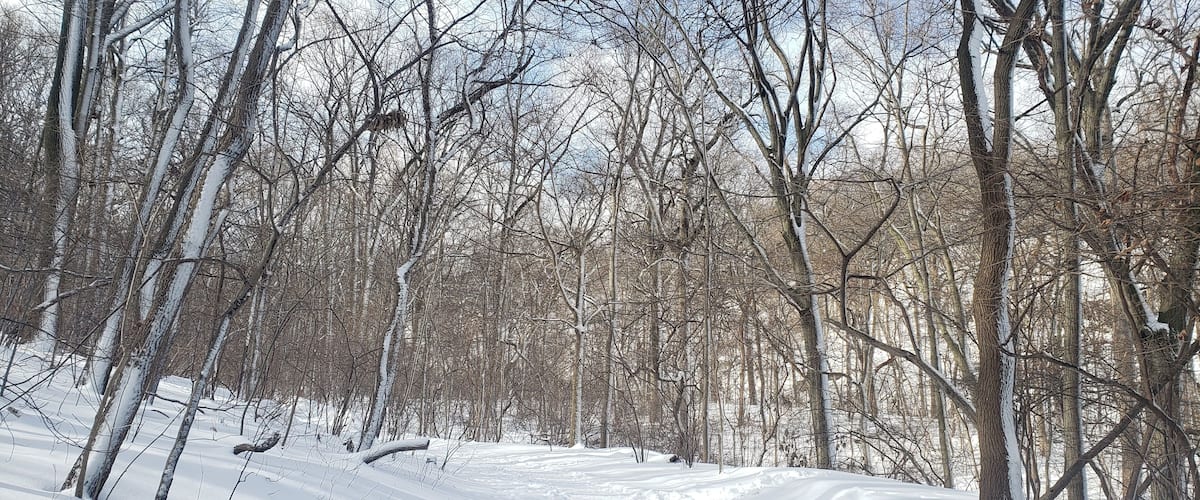 A snow-covered forest with bare trees and a snow-covered path.