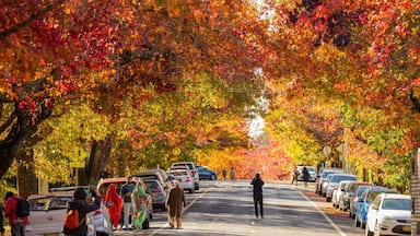 Blackheath featuring street scenes and autumn leaves