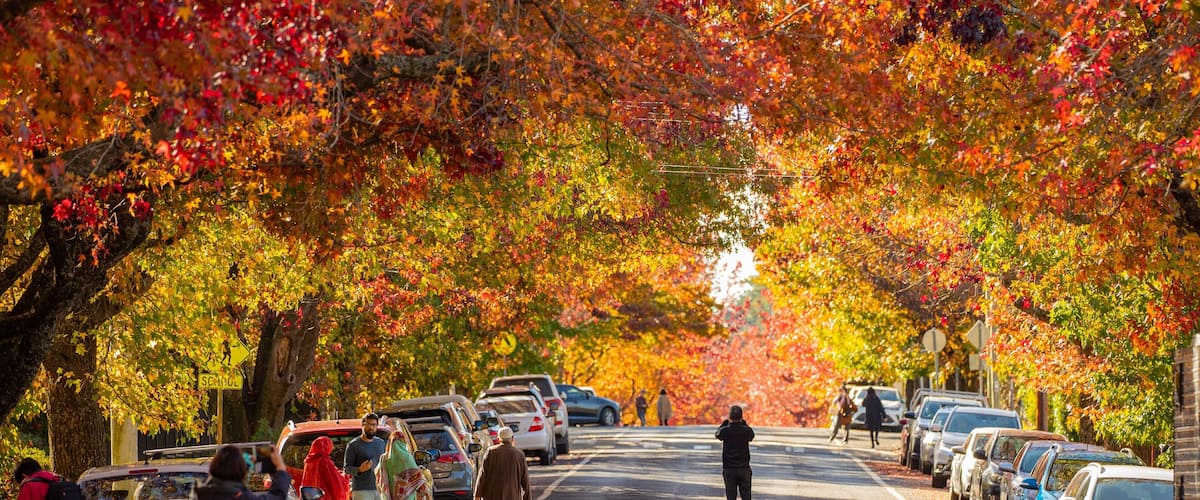 A tree-lined street with parked cars and people walking.