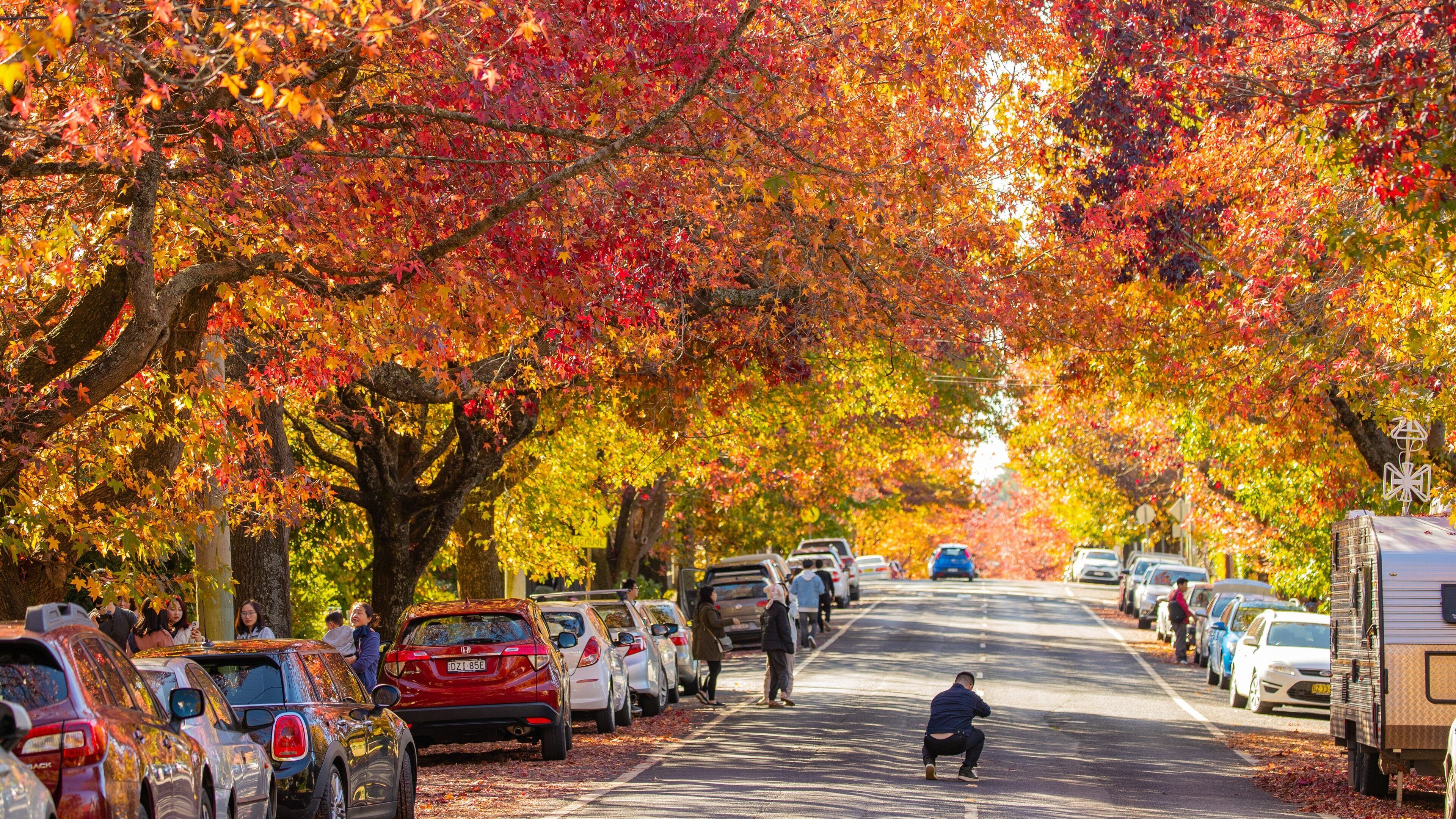 Blackheath which includes street scenes and autumn leaves
