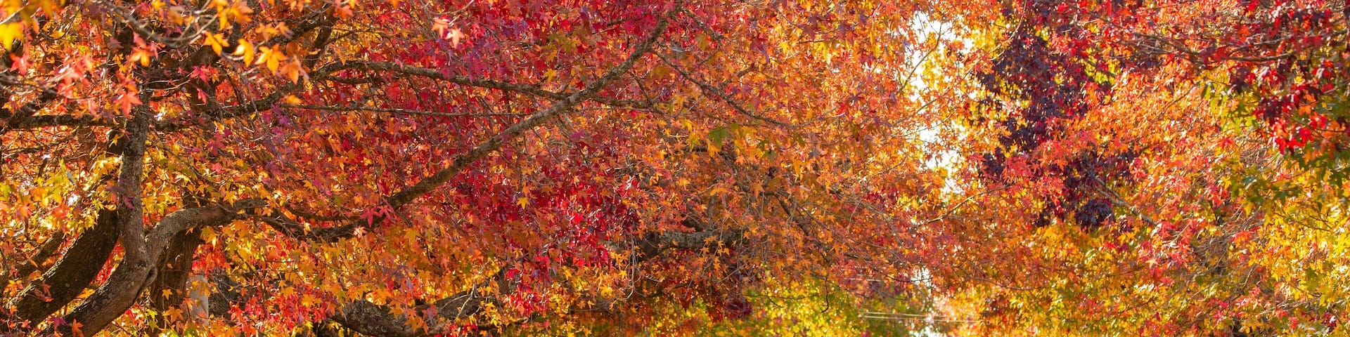 Blackheath which includes street scenes and autumn leaves