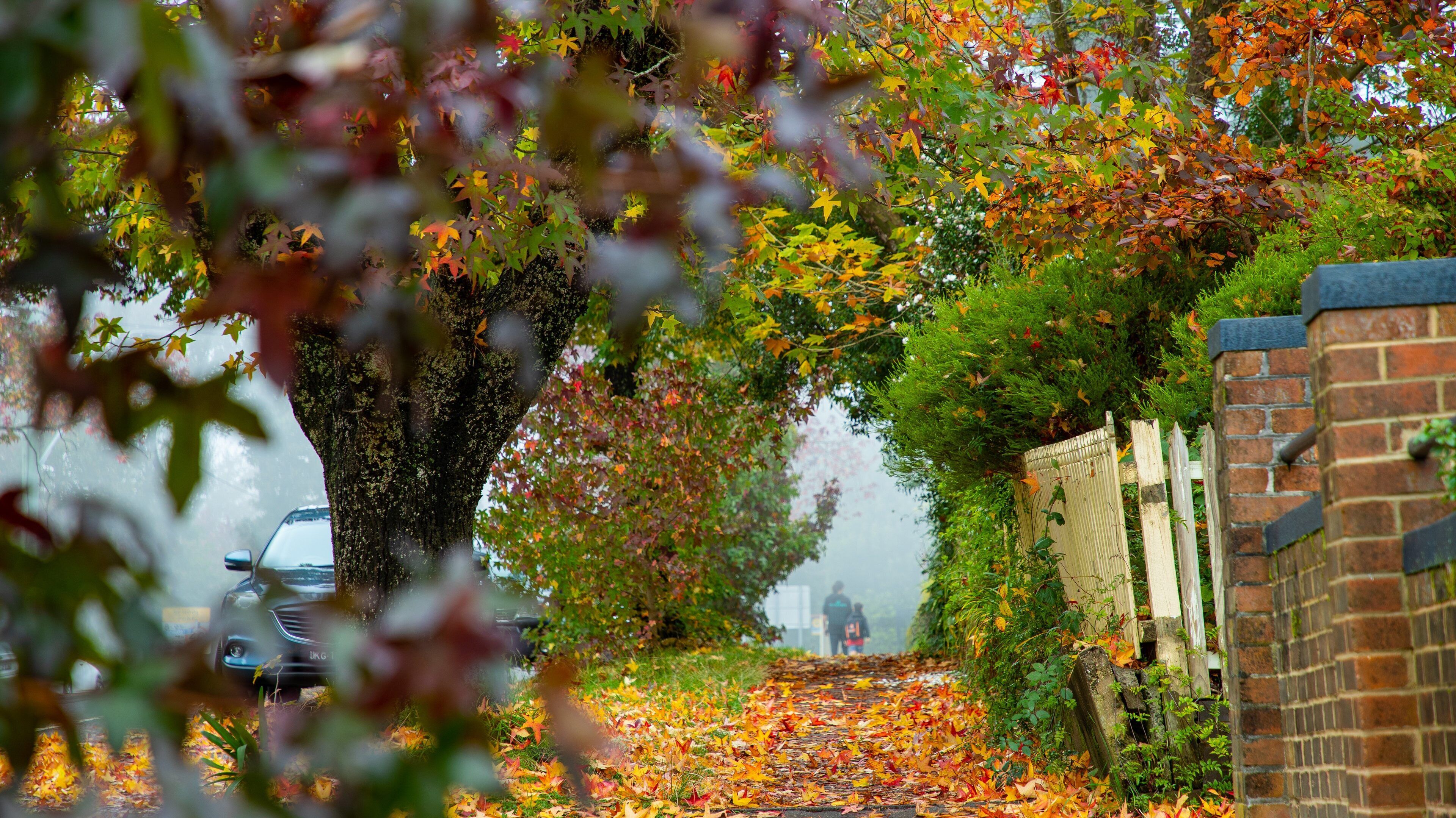 Blackheath featuring autumn leaves and street scenes