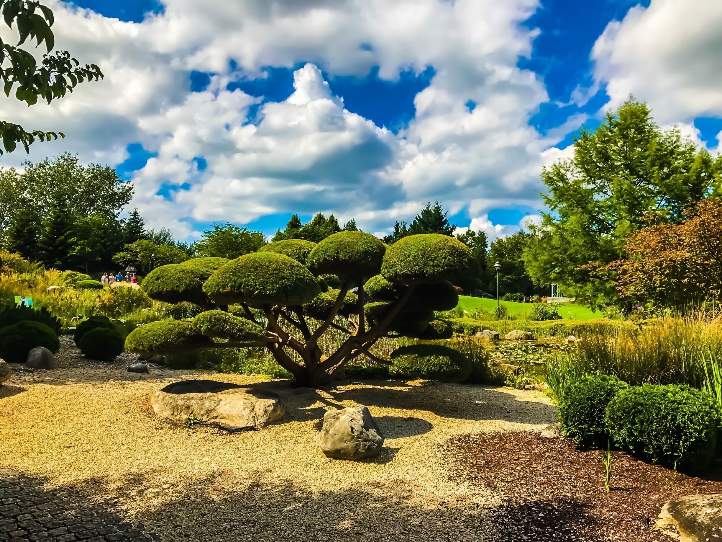in this park you can see various plants
