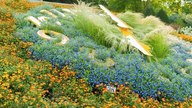 Flower clock Rain, Jul 2017