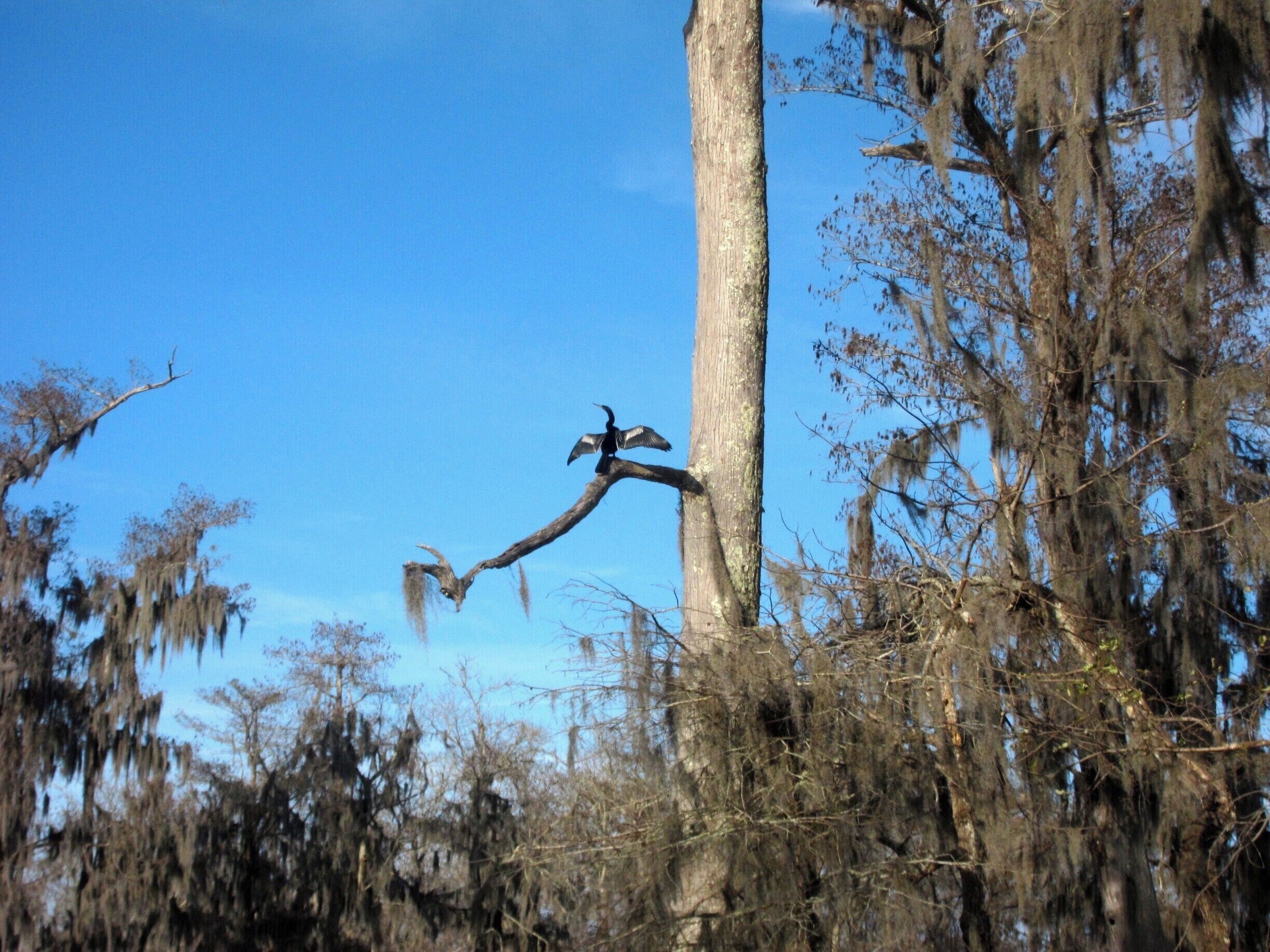 One of many interesting birds we saw on our swamp tour. We got to see lots of different types of ecosystems and learned a lot!