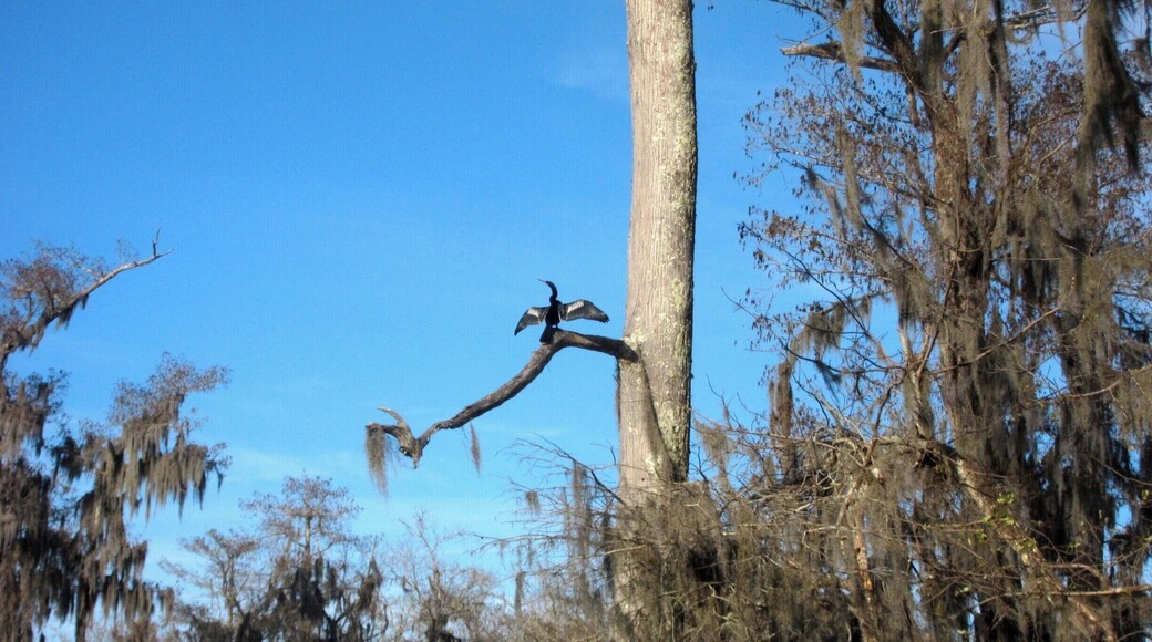 One of many interesting birds we saw on our swamp tour. We got to see lots of different types of ecosystems and learned a lot!