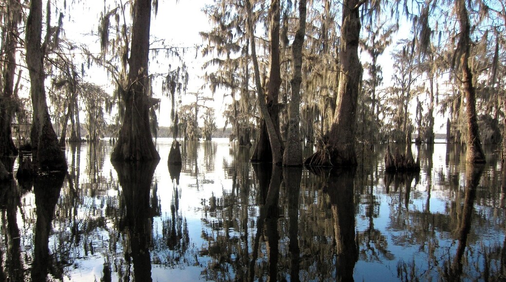 I was skeptical about a swamp tour, but this one was a great experience! We went into all sorts of different ecosystems, saw lots of wildlife and had a knowledgeable guide. It would be a great experience for kids, too.