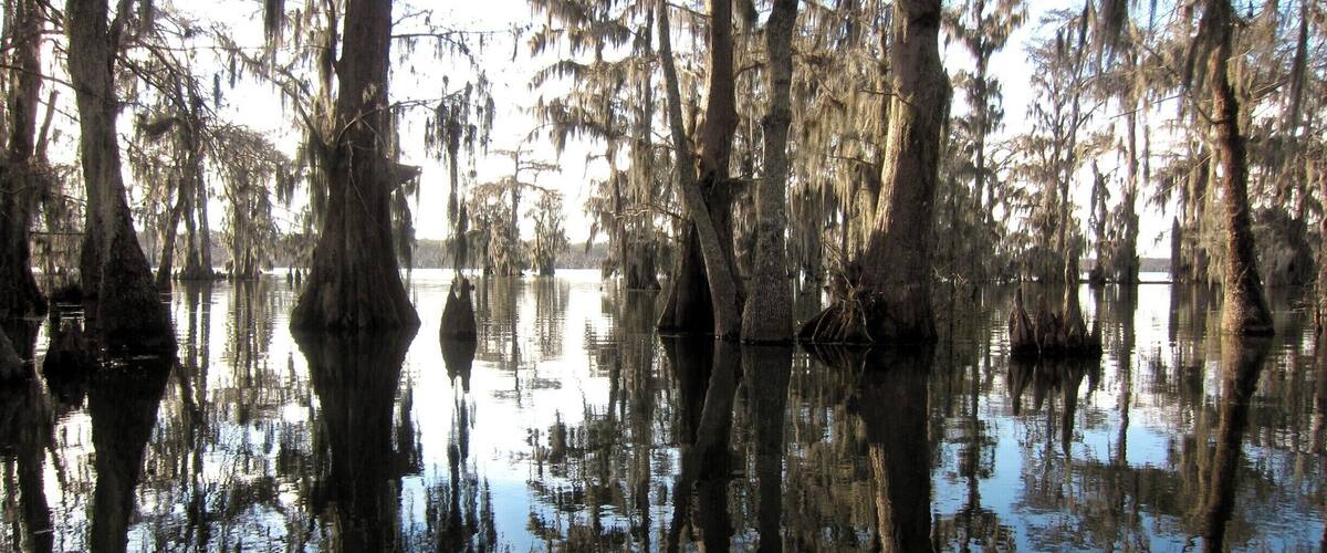I was skeptical about a swamp tour, but this one was a great experience! We went into all sorts of different ecosystems, saw lots of wildlife and had a knowledgeable guide. It would be a great experience for kids, too.