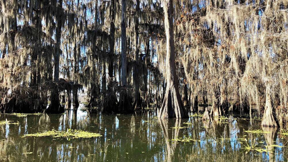 A swamp with tall trees covered in Spanish moss and water reflecting the sky.