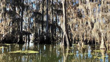Traveling through the cypress swamp on a clear but cool December day. Such a pretty place.