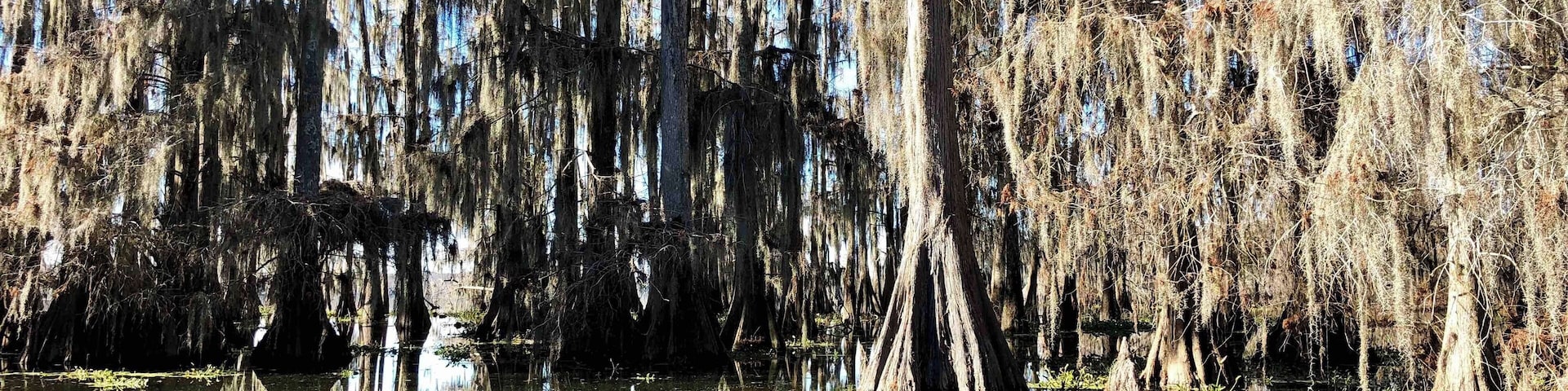 Traveling through the cypress swamp on a clear but cool December day. Such a pretty place.