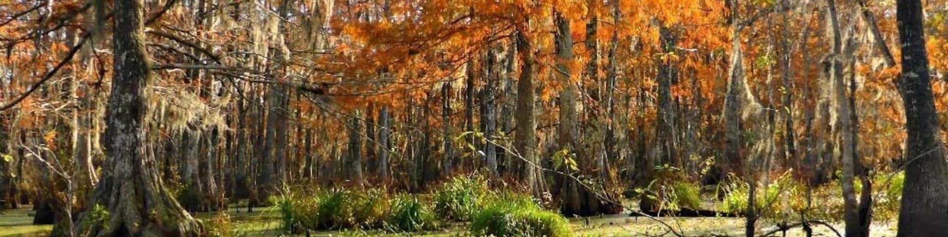 Gorgeous fall colours dazzled us while we looked for alligators on our swamp boat tour in Breaux Bridge, LA. This was such a peaceful and relaxing afternoon.