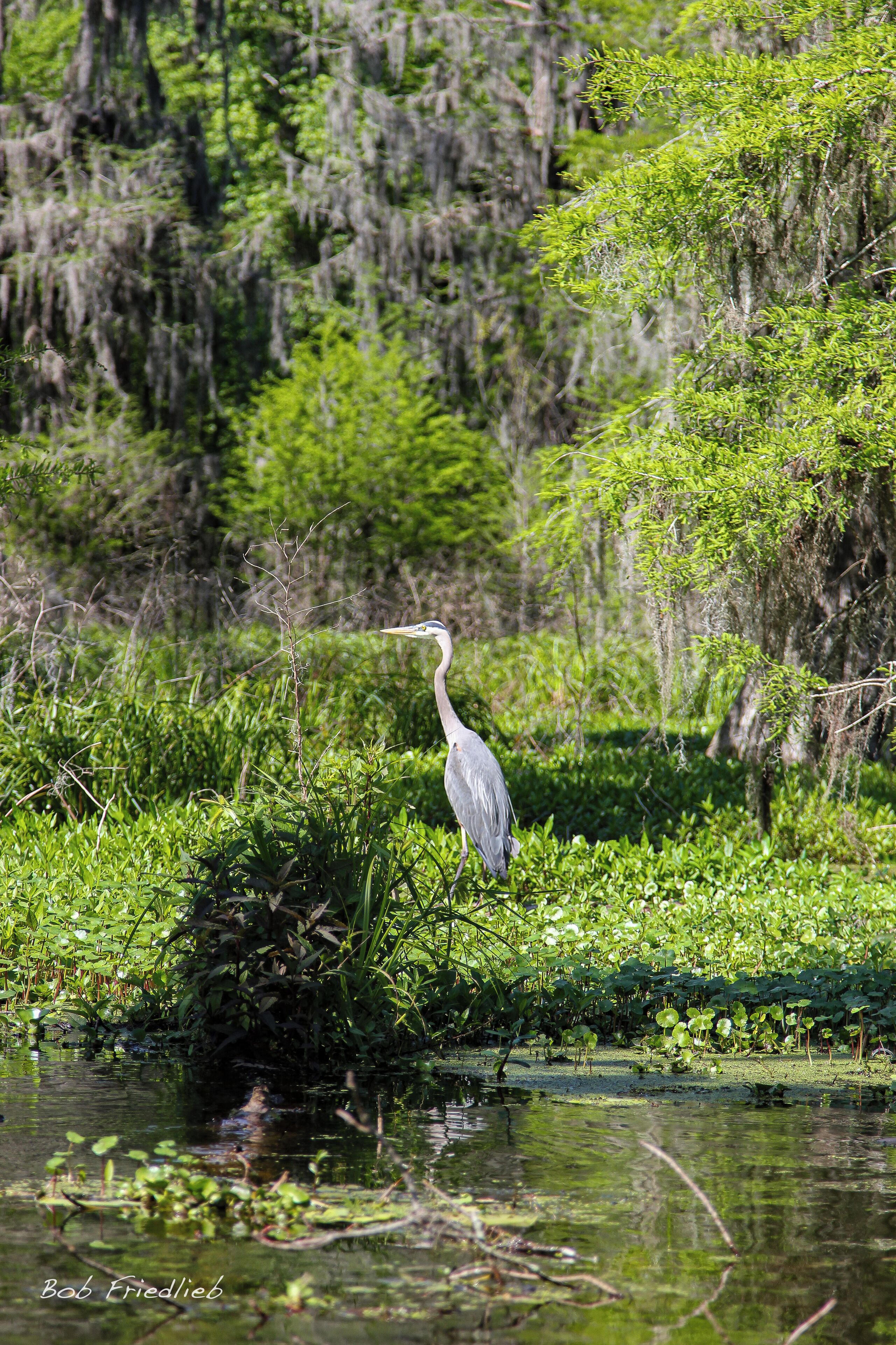 Just paddling along on the lake looking for birds and gators