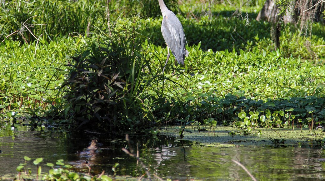 Just paddling along on the lake looking for birds and gators