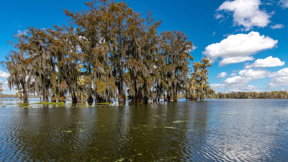 Cajun Swamp & Lake Martin, near Breaux Bridge and Lafayette Louisiana