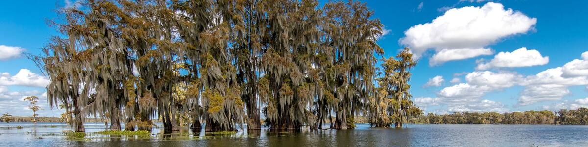 Cajun Swamp & Lake Martin, near Breaux Bridge and Lafayette Louisiana