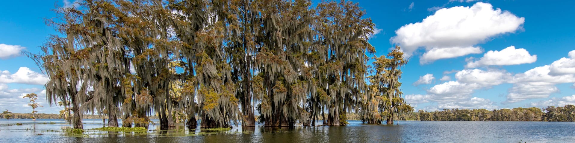Cajun Swamp & Lake Martin, near Breaux Bridge and Lafayette Louisiana