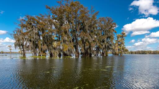 Cajun Swamp & Lake Martin, near Breaux Bridge and Lafayette Louisiana