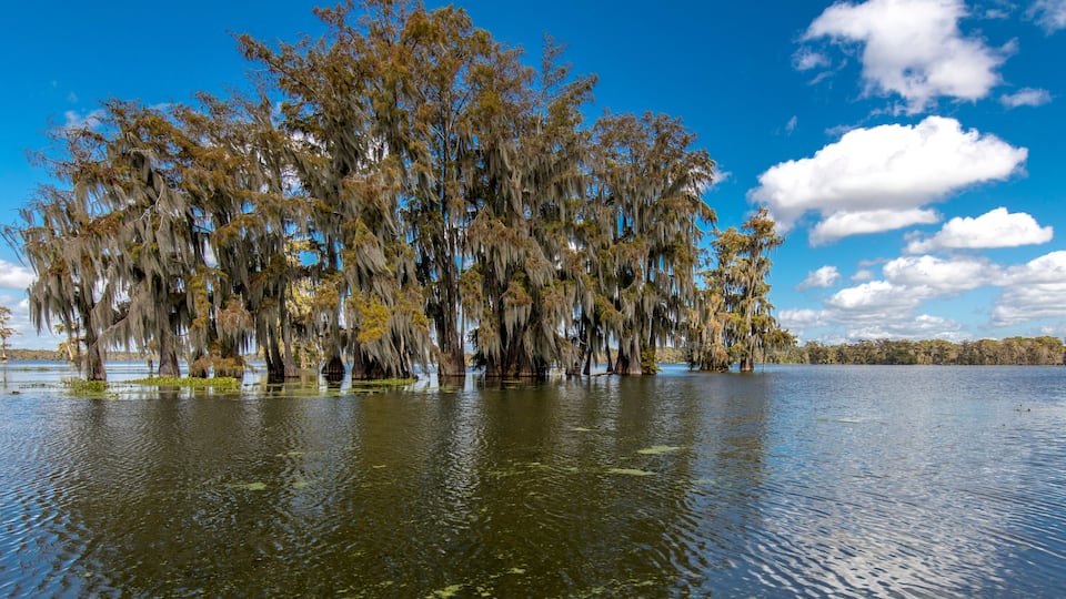 A large tree with Spanish moss hanging from its branches, surrounded by water.