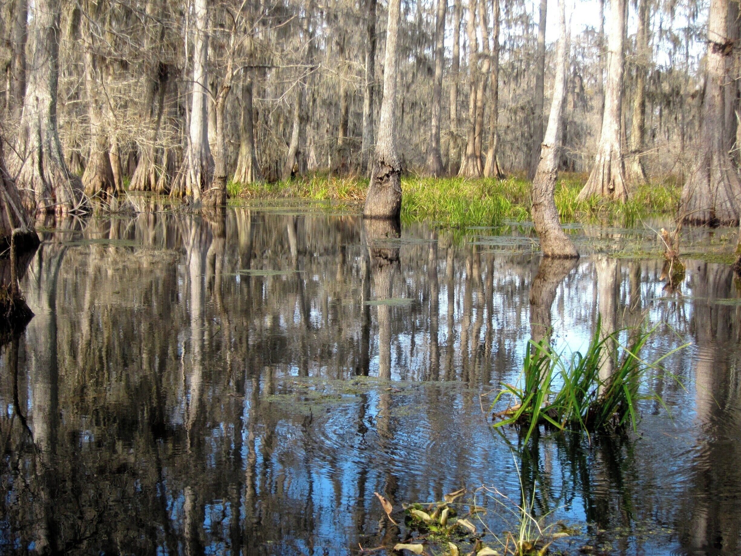Wonderful views of the swamps and lake! We saw lots of birds and had a great guide. It would be best to take the tour on a cool (but not cold!) day. If you want to see alligators, you need to go when the weather is warm.