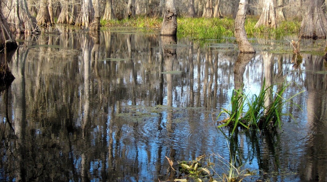 Wonderful views of the swamps and lake! We saw lots of birds and had a great guide. It would be best to take the tour on a cool (but not cold!) day. If you want to see alligators, you need to go when the weather is warm.