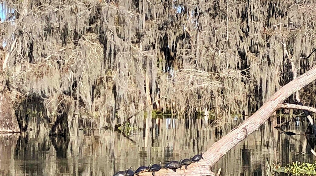 It’s a turtle ‘log jam’.