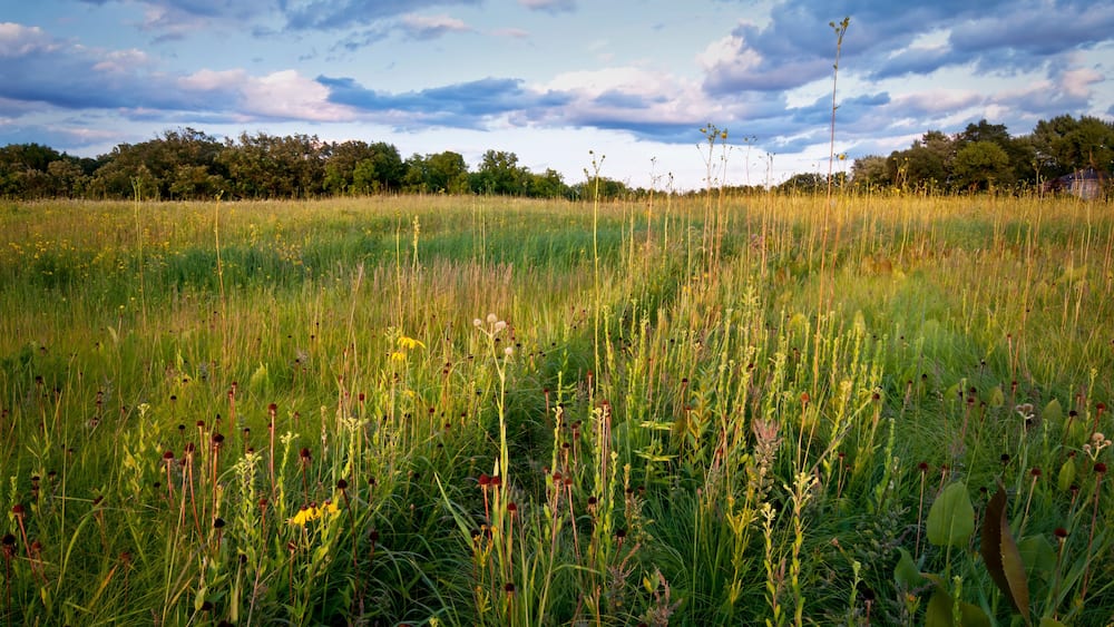 Twilight on native wildflowers and prairie plants in a Midwest prairie.