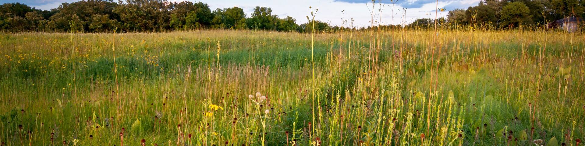 Twilight on native wildflowers and prairie plants in a Midwest prairie.