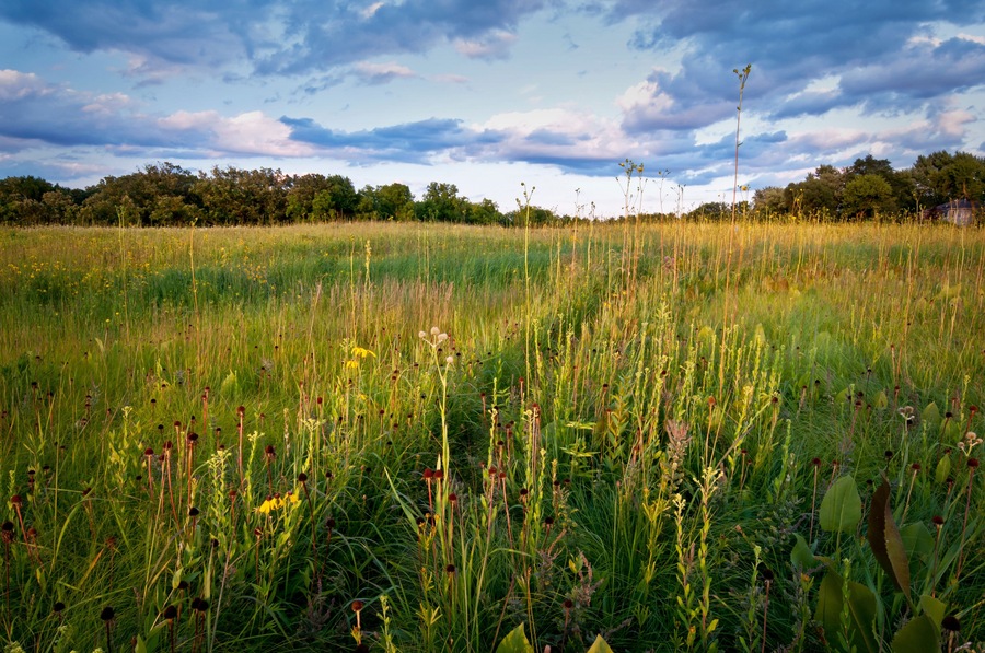 Twilight on native wildflowers and prairie plants in a Midwest prairie.