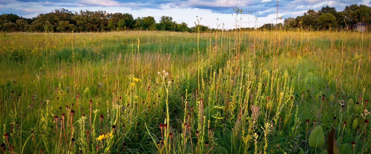 A field with tall grasses and wildflowers under a cloudy sky.