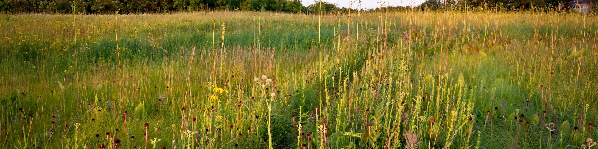 A field with tall grasses and wildflowers under a cloudy sky.