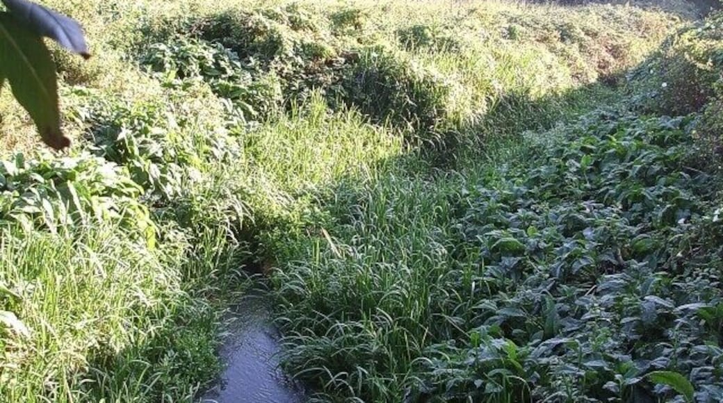 River Flit. This is the River Flit. The river of course gives its name to nearby Flitwick. This little watercourse runs through a nature reserve here, owned (or at least cared for) by the local wildlife trust. The photo was taken from the bridge seen in 1517066