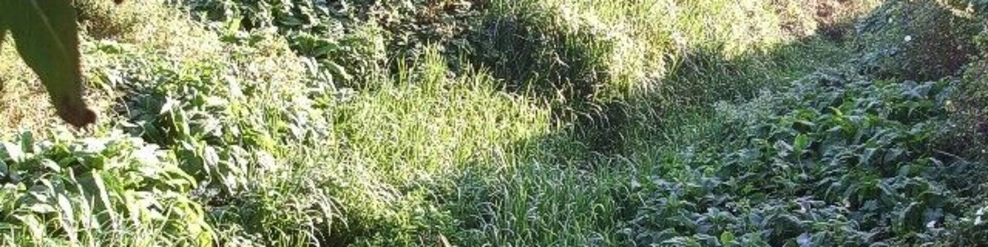 River Flit. This is the River Flit. The river of course gives its name to nearby Flitwick. This little watercourse runs through a nature reserve here, owned (or at least cared for) by the local wildlife trust. The photo was taken from the bridge seen in 1517066