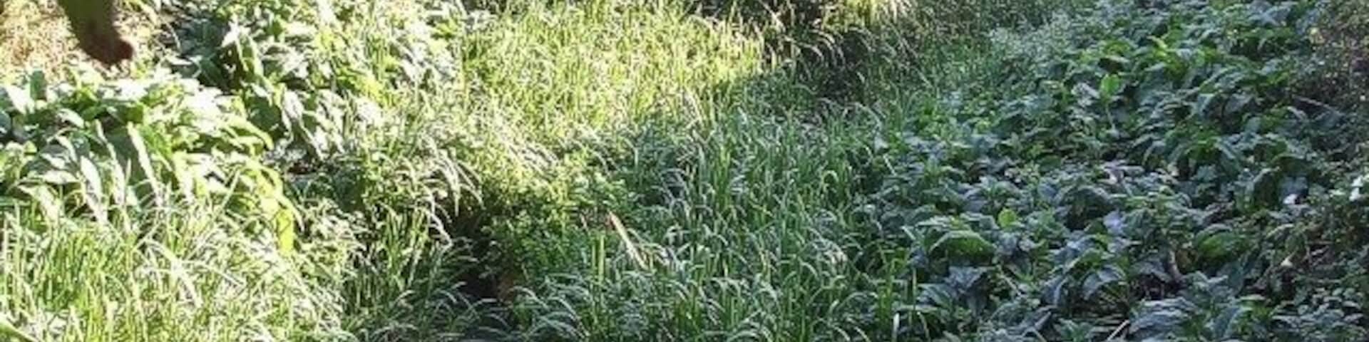 River Flit. This is the River Flit. The river of course gives its name to nearby Flitwick. This little watercourse runs through a nature reserve here, owned (or at least cared for) by the local wildlife trust. The photo was taken from the bridge seen in 1517066