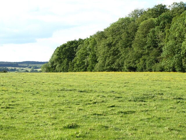 Flitwick Wood The western edge of flitwick wood as viewed from Wood Farm