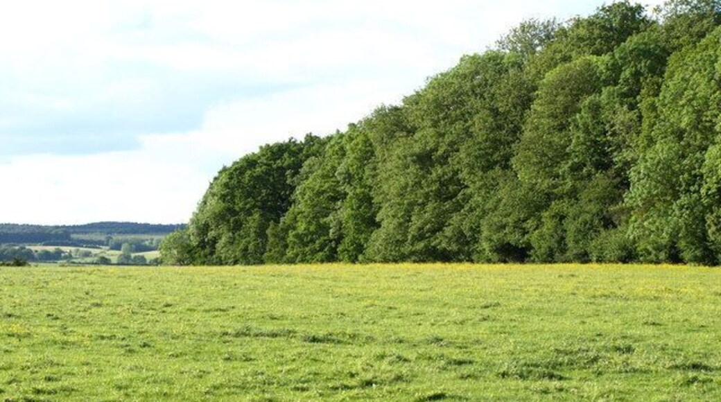 Flitwick Wood The western edge of flitwick wood as viewed from Wood Farm