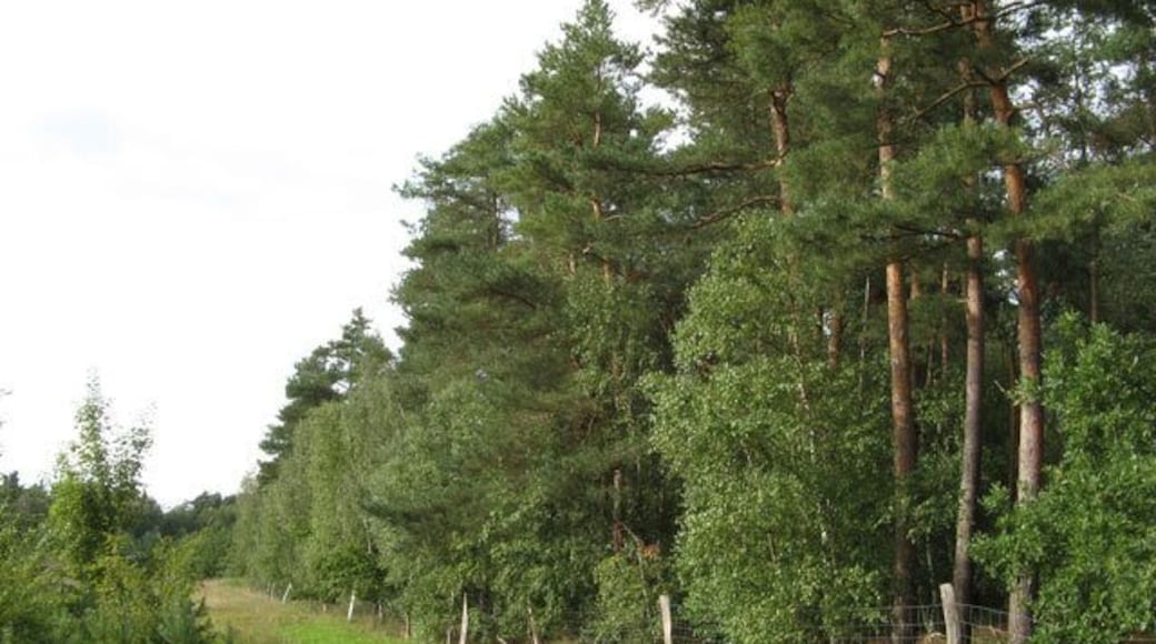 Lichtung im Kieferwald