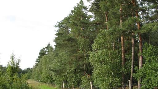 Lichtung im Kieferwald