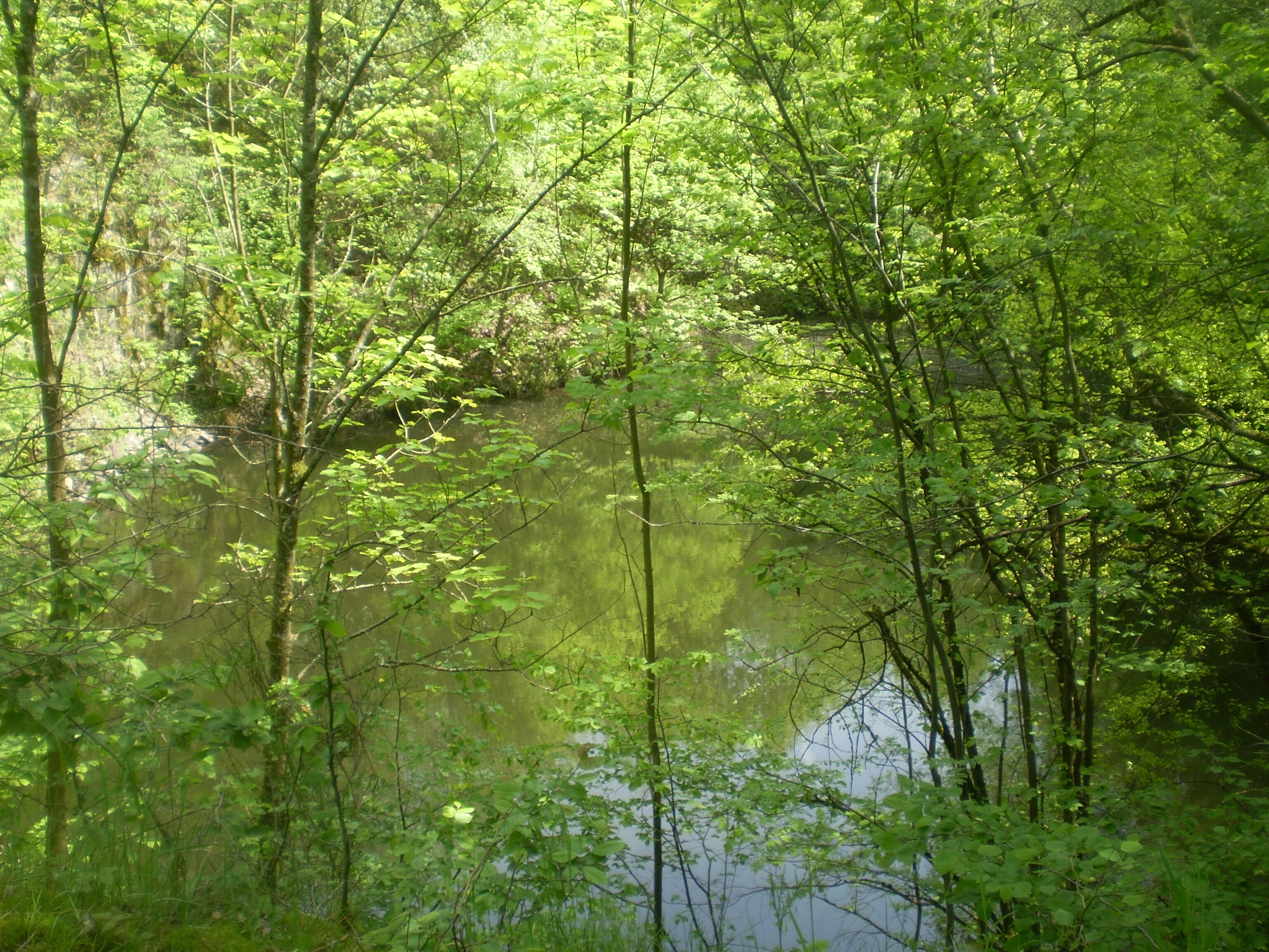 Mittlerer See (direkt unterhalb des Berggipfels) am Asberg, Unkel