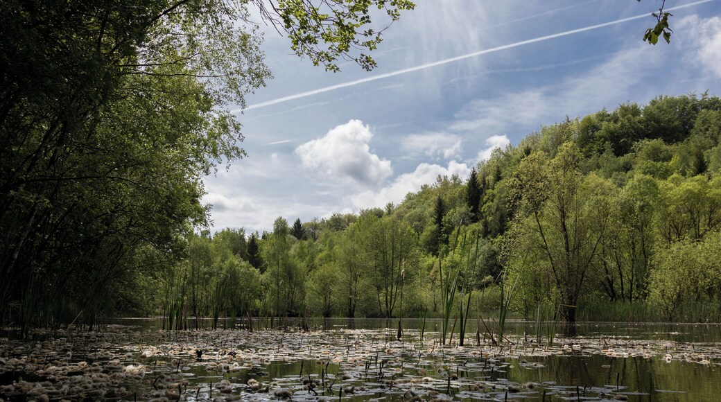 Das Siebengebirge, südöstlich gelegen von Bonn, ist ein Mittelgebirge vulkanischen Ursprungs mit mehr als 50 Bergen und Anhöhen. Mit einer Fläche von 4.272,9764 ha bleibt hier sowohl Tier- als auch Pflanzenwelt eine zum Teil vom Menschen unberührte Natur und Ruhezone erhalten, die zurecht unter strengsten Schutzregeln steht. Hier zu sehen ist der sich auf dem Rheinwesterwälder Vulkanrücken befindliche Asberg mit Basaltsee, der einen idealen Lebensraum für eine Vielzahl von bedrohten Amphibien bietet. Ausfindig machen ließ sich der See schon alleine durch den lautstarken Froschgesang des Teichfrosches. Dort angekommen blieb auch die Begegnung mit der wasserfreudigen Ringelnatter und einer hier sehr seltenen Gelbbauchunke nicht aus.