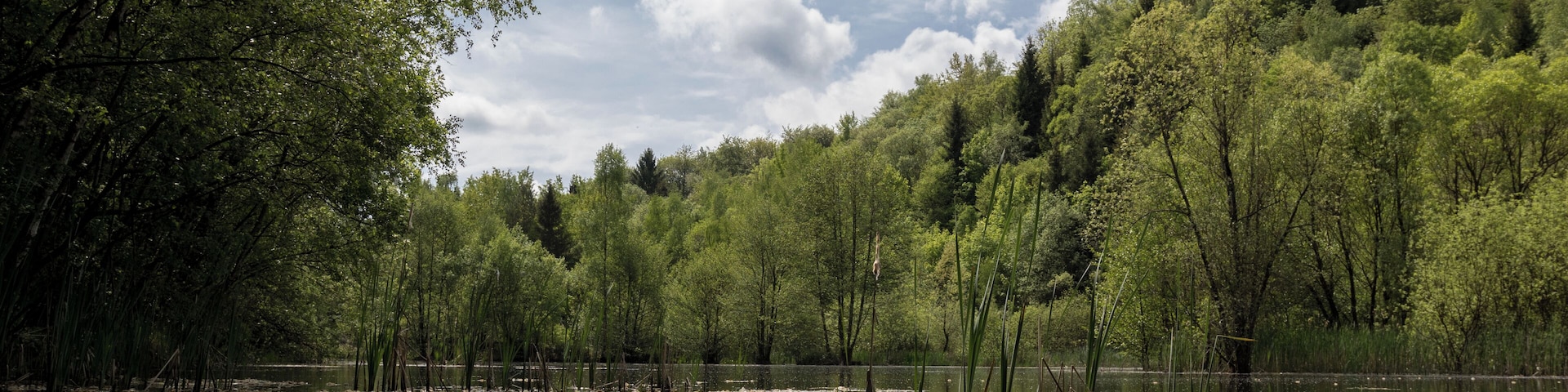 Das Siebengebirge, südöstlich gelegen von Bonn, ist ein Mittelgebirge vulkanischen Ursprungs mit mehr als 50 Bergen und Anhöhen. Mit einer Fläche von 4.272,9764 ha bleibt hier sowohl Tier- als auch Pflanzenwelt eine zum Teil vom Menschen unberührte Natur und Ruhezone erhalten, die zurecht unter strengsten Schutzregeln steht. Hier zu sehen ist der sich auf dem Rheinwesterwälder Vulkanrücken befindliche Asberg mit Basaltsee, der einen idealen Lebensraum für eine Vielzahl von bedrohten Amphibien bietet. Ausfindig machen ließ sich der See schon alleine durch den lautstarken Froschgesang des Teichfrosches. Dort angekommen blieb auch die Begegnung mit der wasserfreudigen Ringelnatter und einer hier sehr seltenen Gelbbauchunke nicht aus.