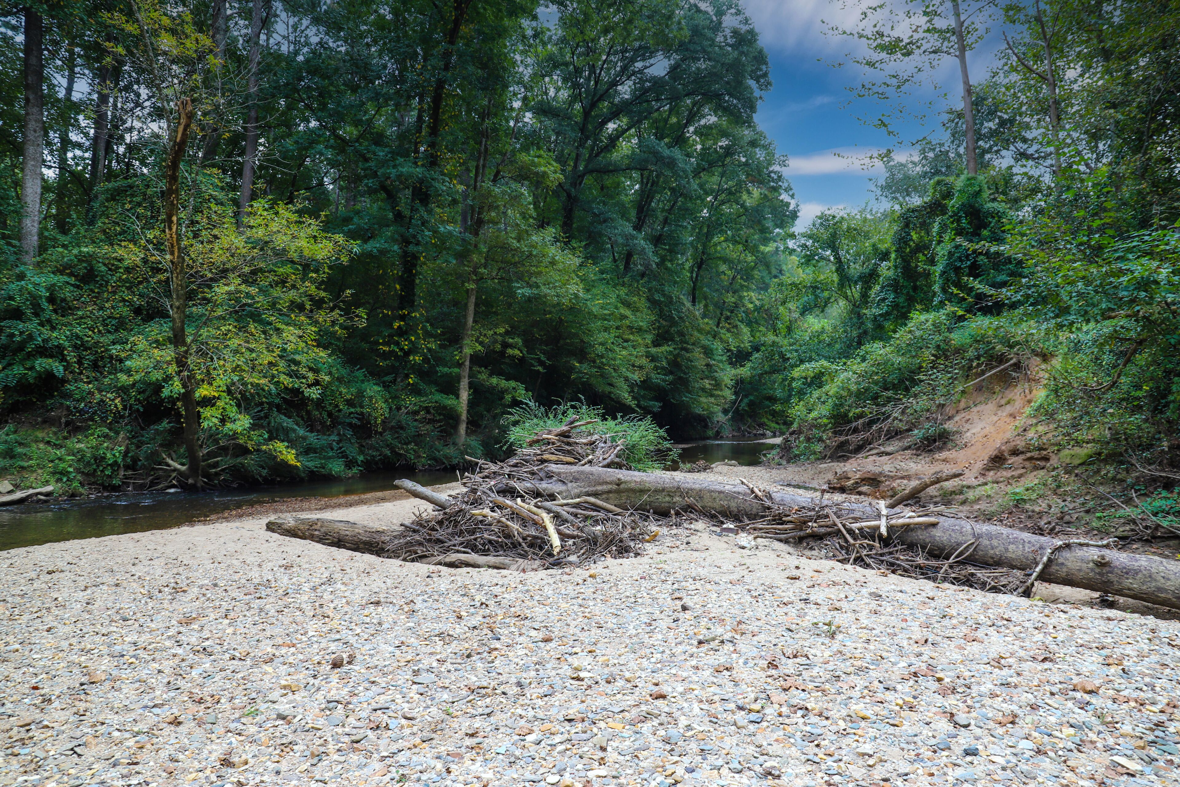 A riverbank with pebbles, dense green foliage, and a fallen tree.